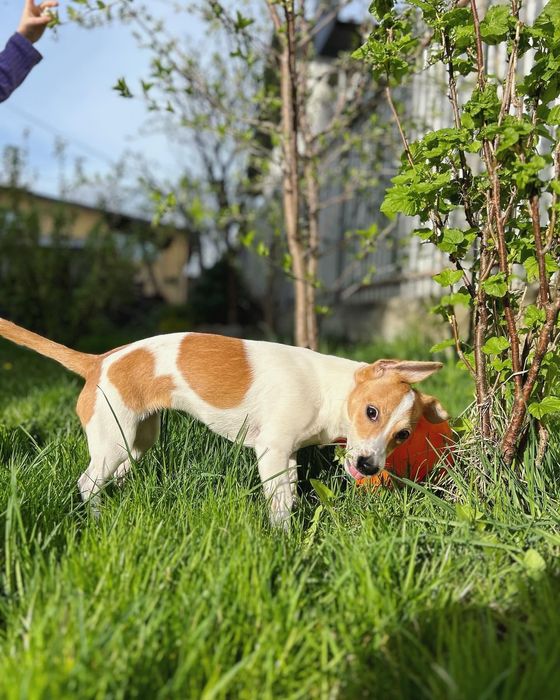 Порода Джек-Рассел 6 місяців