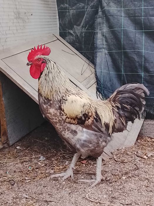 Galo para venda