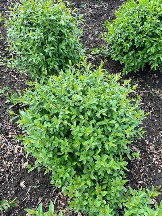 Бірючина саджанці та формована куля , Ligustrum.