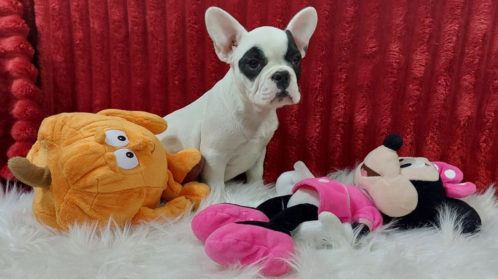 Bulldog francês menina