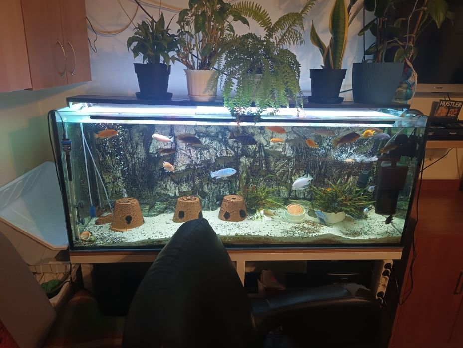 zestaw akwarium 375l