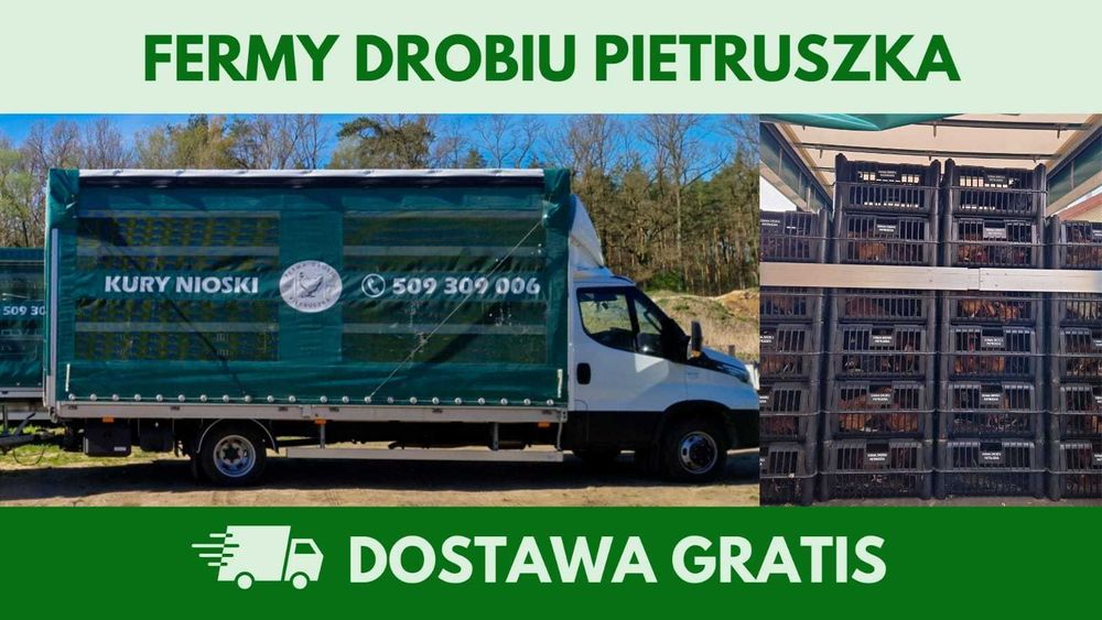 Kury nioski 12–20 tyg. | Dostawa GRATIS | Ferma Drobiu