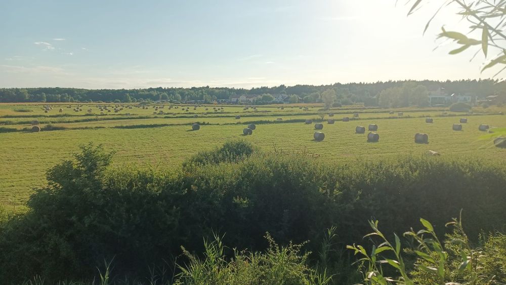 Siano owijane siatką