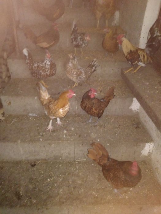 Sprzedam koguty                .