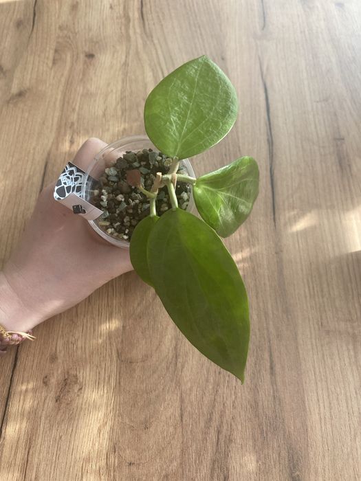 hoya aldrichii christmas island #2 | hoja