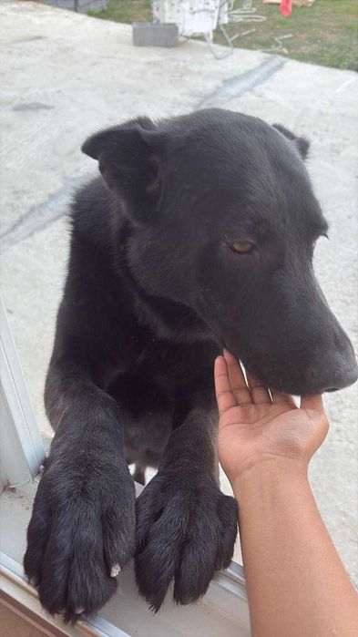 Doação de dois pastor  alemão com 3 anos