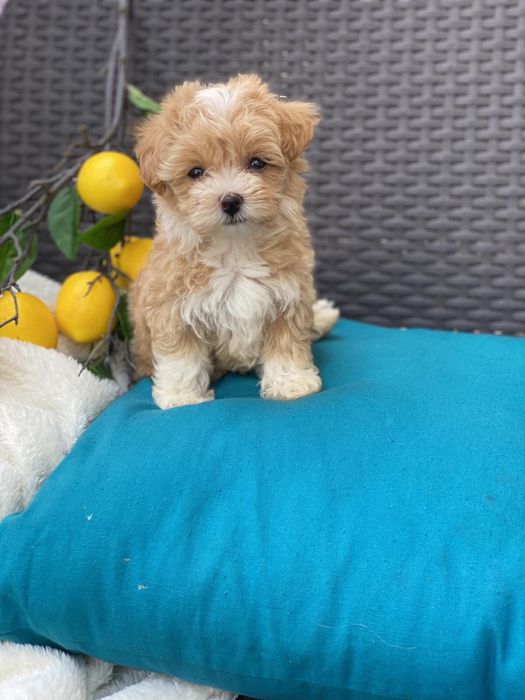 Милі коасиві мальтіпу