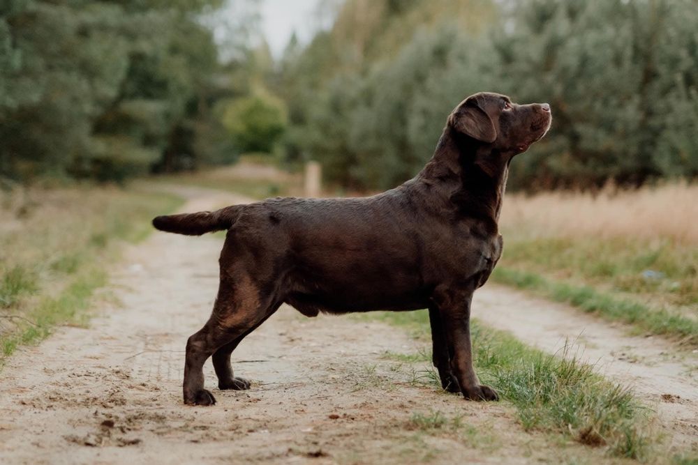 Labrador czekoladowy  sunia