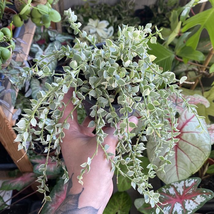 Дісхідія мільйон сердець варієгатна/Dischidia million hearts variegat