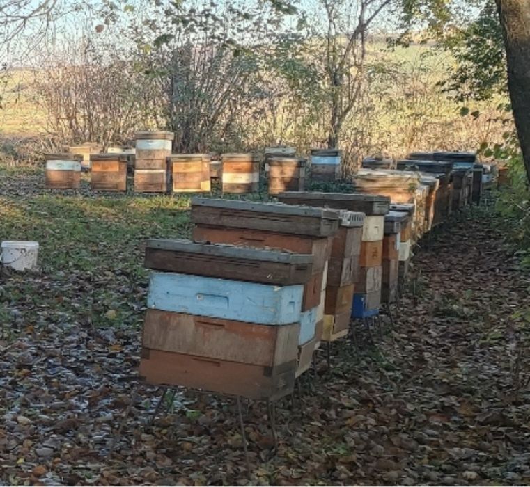 Ule ½ dadanta mz. zabudowu