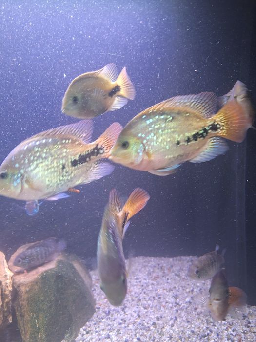 Pielęgnica Wielobarwna