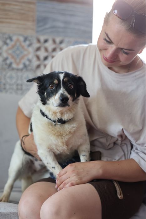 Do adopcji sunie i piesek