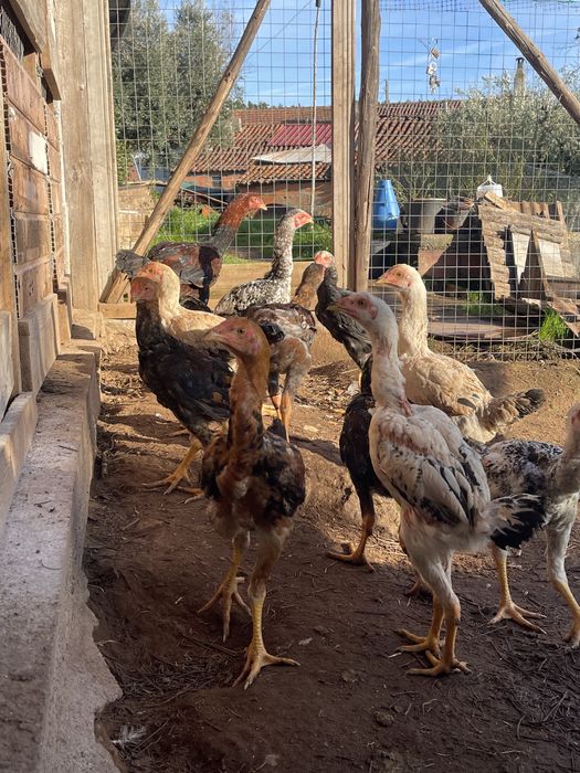 Indios Gigantes 2/3 meses