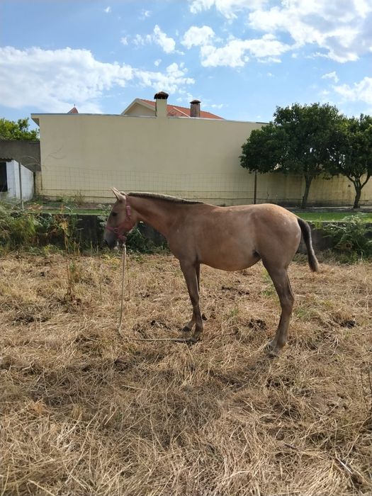Segue para venda poldra lusitana com 1 ano de idade