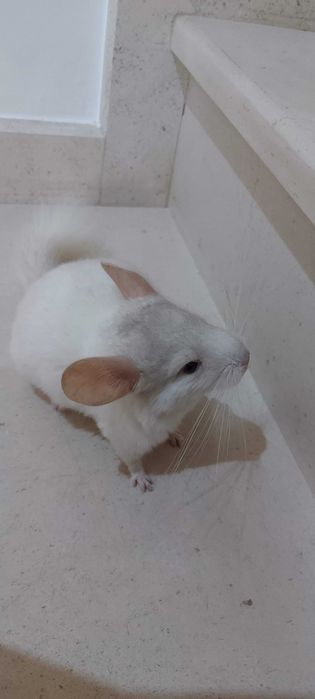 Animal de estimação