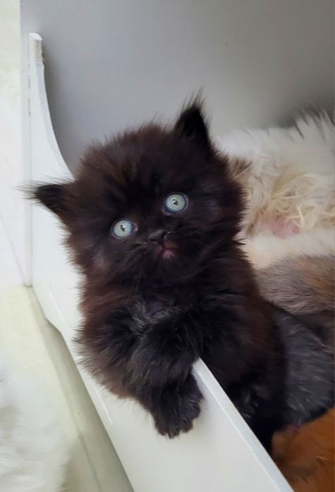 Czarny kocurek Scottish Straight