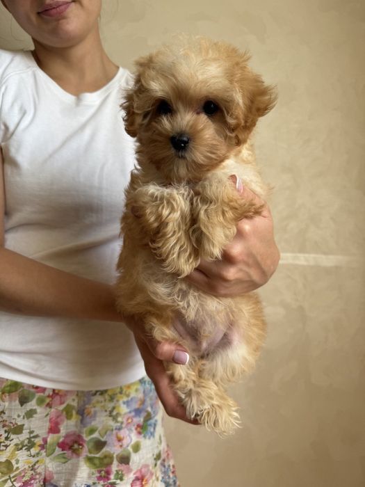 Мальтіпу ф1