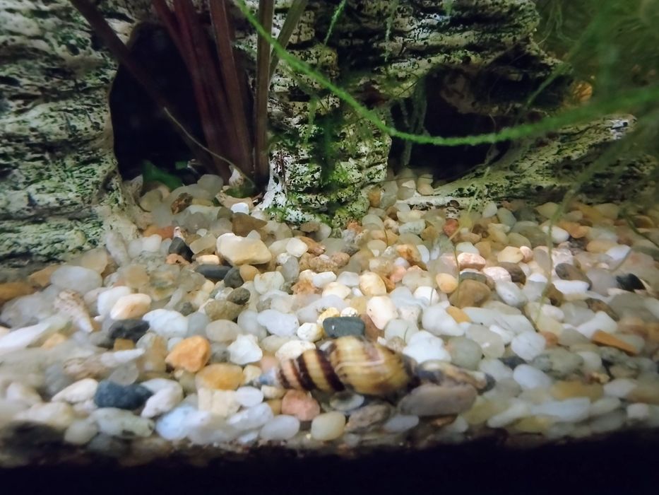 Ślimak Helenka z własnej hodowli.