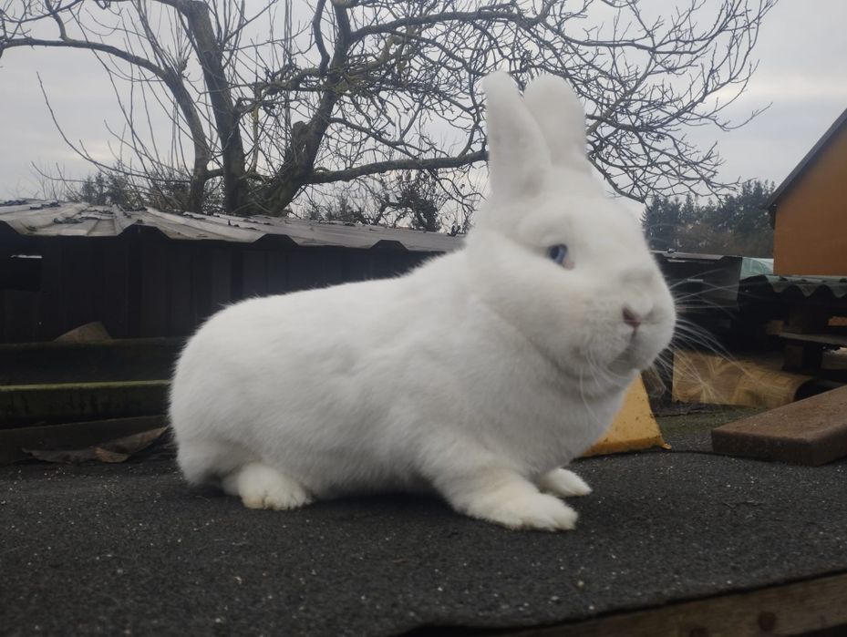 Króliki Wiedeński Biały Samica