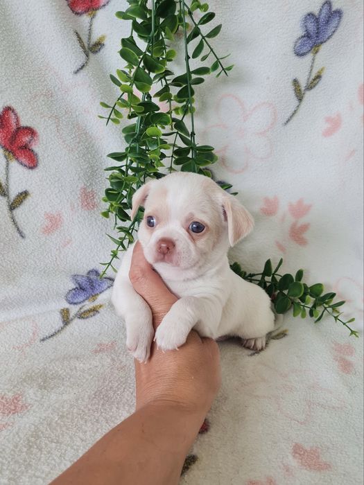 Excelente mini Chihuahua/Chiuaua de Qualidade, Linhagem Russa