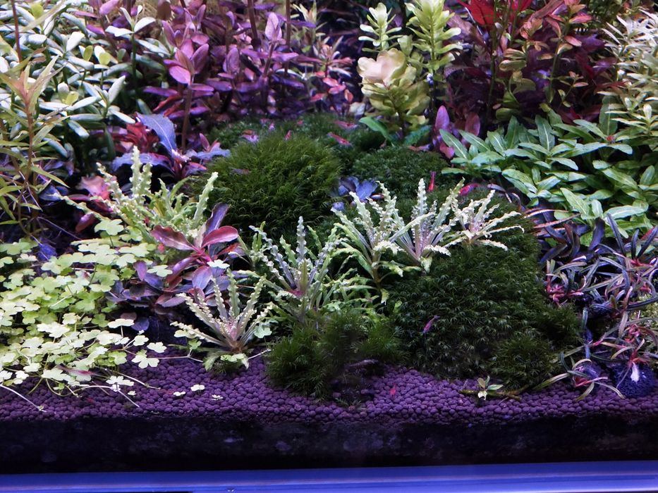 Pogostemon helferi red