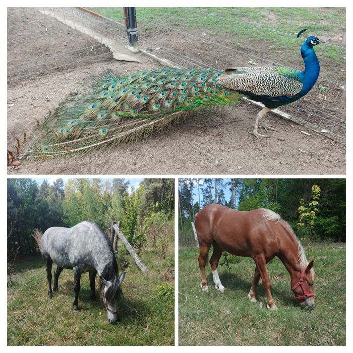 Domek nad stawem- Gospodarstwo agroturystyczne