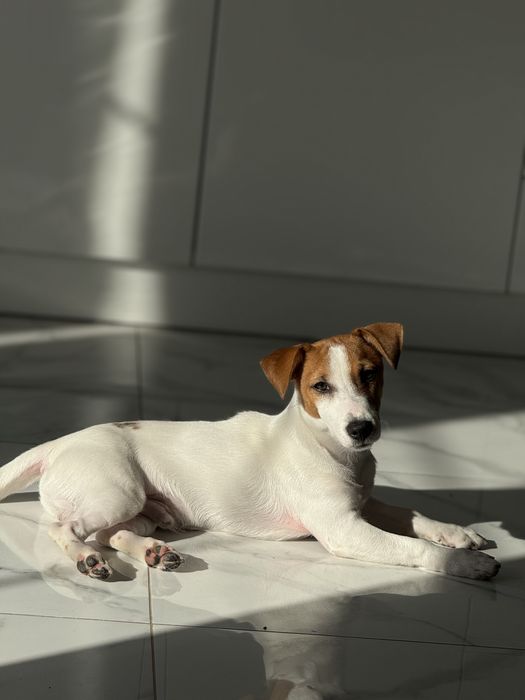 Джек рассел в добрые руки