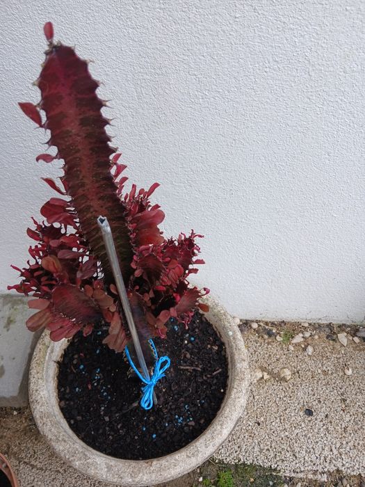 Ofereço  o vaso em pedra na compra do Cacto muito giro.