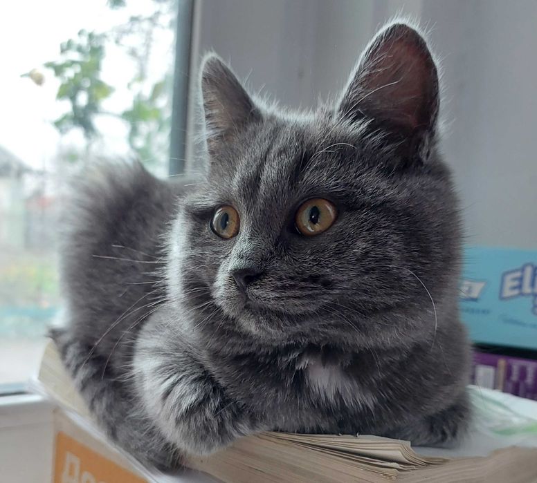 Манюня котодитина шукає найкращу маму