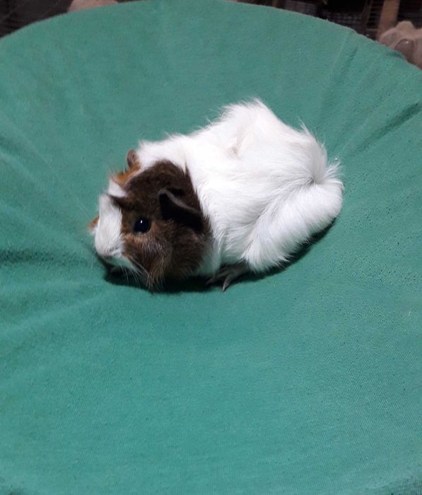 Морські свинки,  розетки