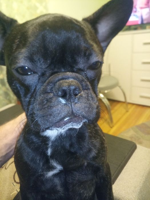 Дівчинка  француженка!!!