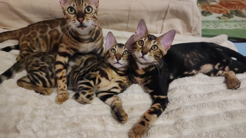 Елітні Бенгальські кошенятка бенгали WCF