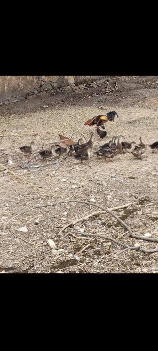 Patos Rouen jovens