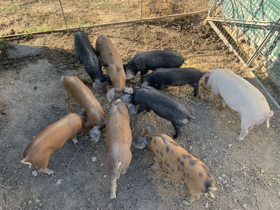 Leitões Bísaro x Duroc