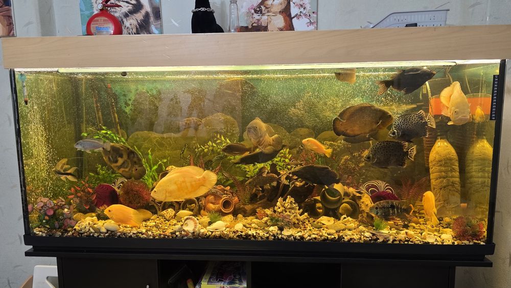 Акваріум 500 літрів