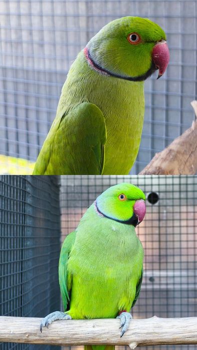 Ring neck jovens e adultos