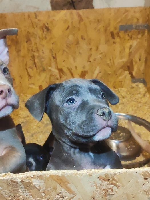 Американські буллі