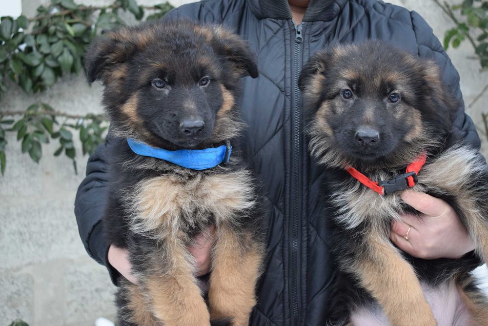 Готові до переїзду