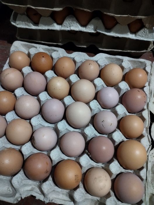 Продаю iнкубацiйне яйце