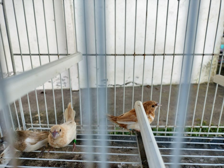 Exóticos disponíveis