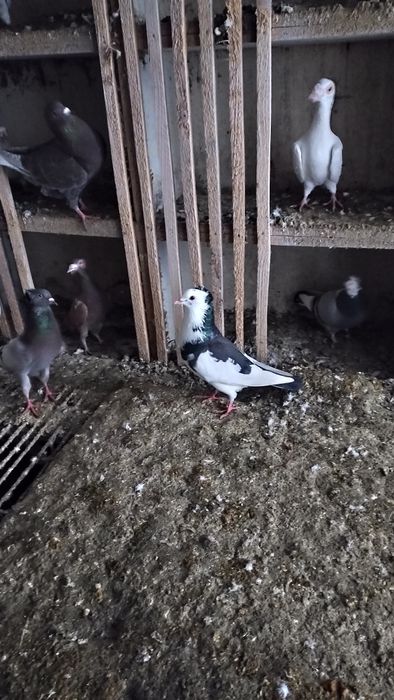 Gołębie, różne, wyprzedaż