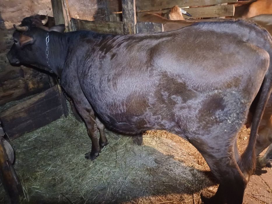 Продам молоду корову