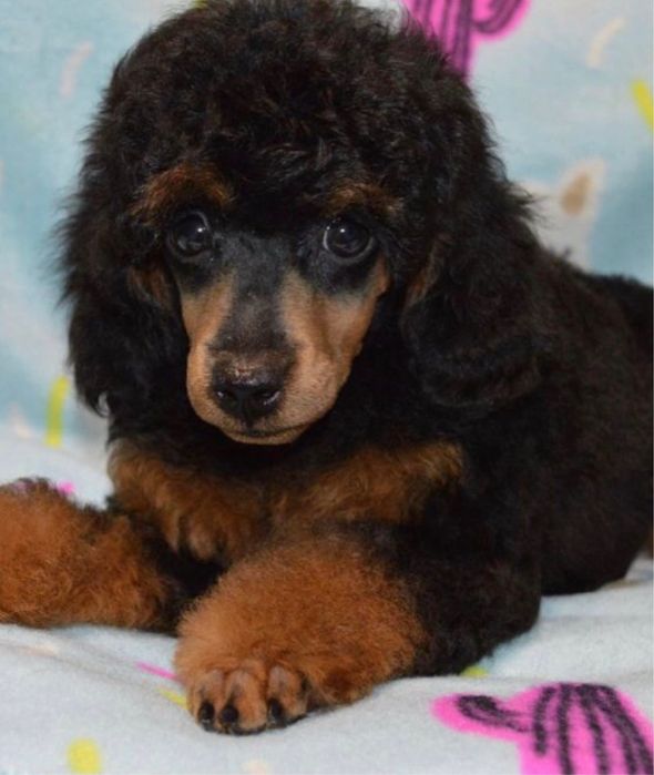 Продаж ексклюзивних пуделят є той та тікапи