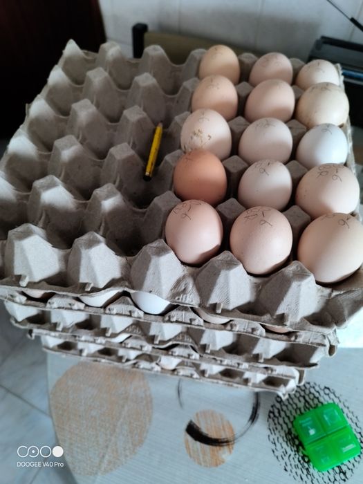 Tenho ovos de galinha pedrês portuguesa criadas sem farinhas