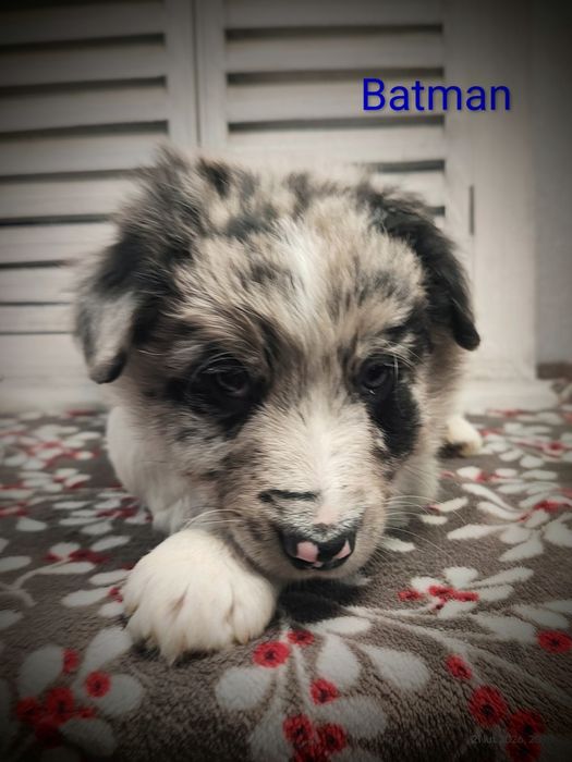 Border collie piesek Blue merle przebadani rodzice do odbioru