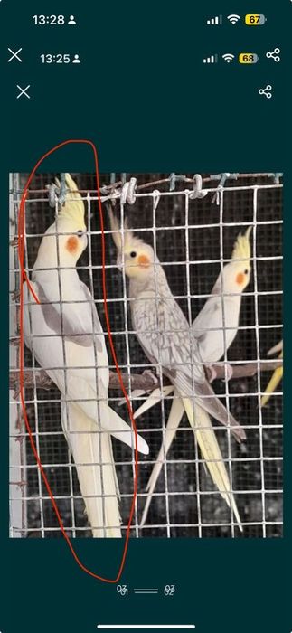Caturras  e rolas diamante