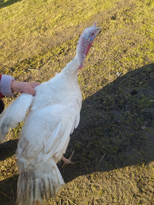 СРОЧНО! Продам индюков.