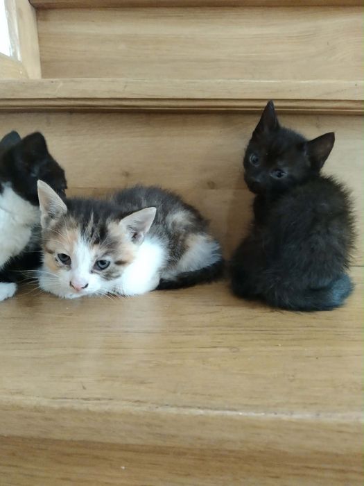 Koty do adopcji Za darmo