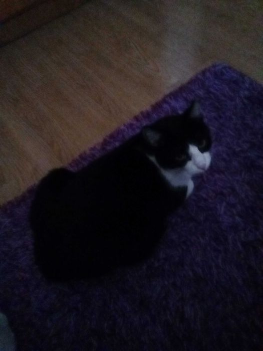 Gatinho adulto para adoção