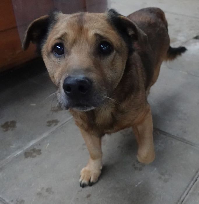 Znaleziono psa w Gdańsku